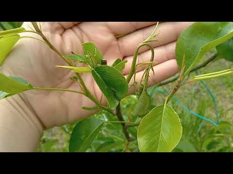 Видео: Крушова клонкова оса (Janus compressus F.)