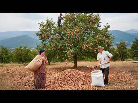 Видео: Приключение по сбору грецкого ореха пожилой пары пожилой пары