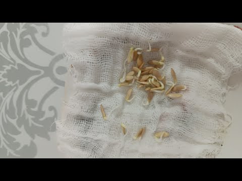 Видео: Қияр егу. Қиярдың тұқымын өндіріп ексеңіздер тез өсіп шығады. Ең күшті әдіс. 🌱🌱