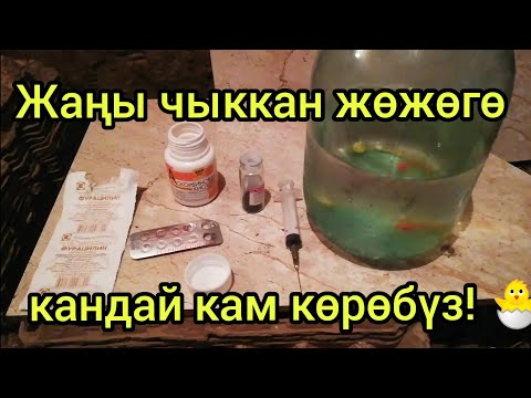 Видео: Жаңы чыккан жөжөгө кандай кам көрүү керек?