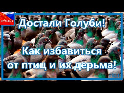 Видео: Как избавиться от птиц и их дерьма | Голуби на балконе окне вывеске рекламе как избавиться #154