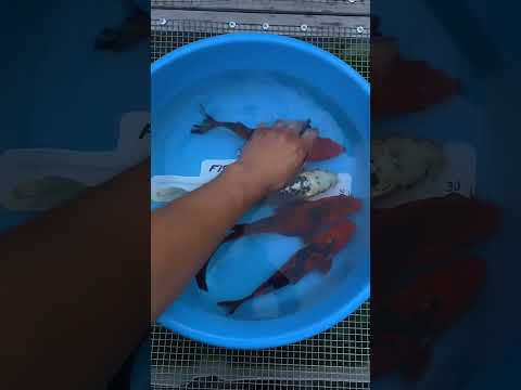 Видео: Декоративная рыба для пруда на Fish-City в Минске