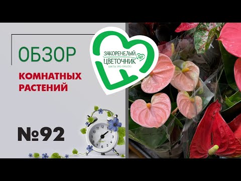Видео: Обзор комнатных растений: редкие аглаонемы, алоказии, папоротники, стрелиция, тилландсии #92