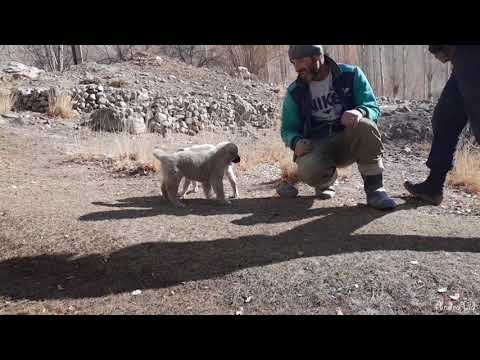 Видео: Сагбачаи Фуруши Чанги Срочни