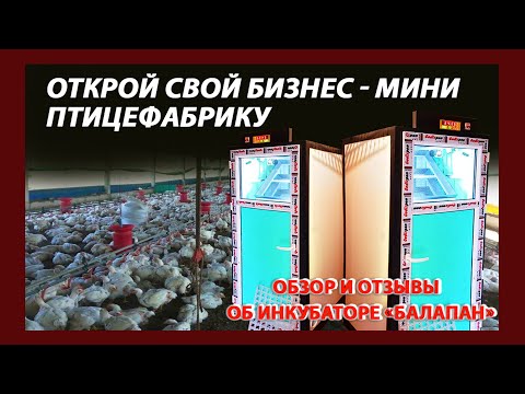 Видео: ОБЗОР И ОТЗЫВЫ ОБ ИНКУБАТОРЕ "БАЛАПАН"