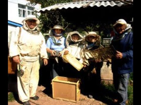 Видео: Среднерусская пчела, где она живет и кто ее разводит. Заводчик СР пчелы Ханафи их Татарстана.