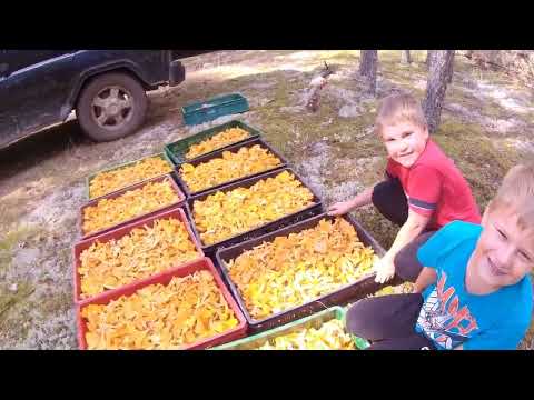 Видео: Ставим РЕКОРД по сбору ЛИСИЧЕК!!!Часть вторая.