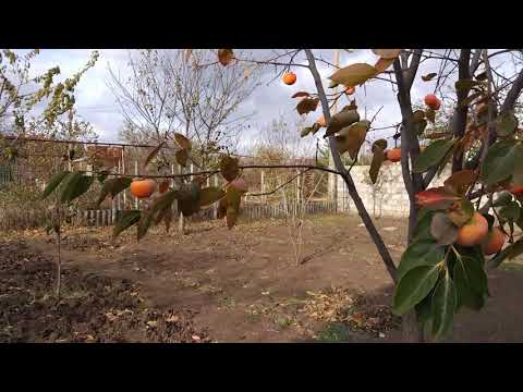 Видео: Хурма на хаджибее.