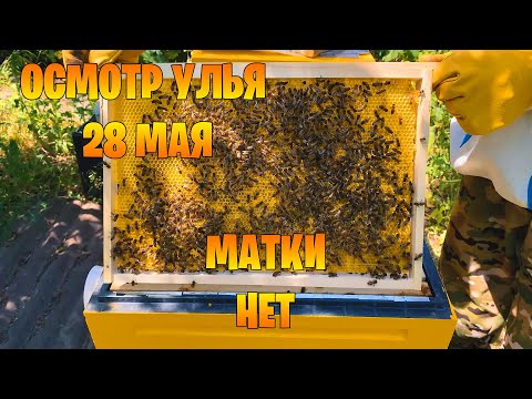 Видео: Осмотр улья 28 мая. Пасека с нуля