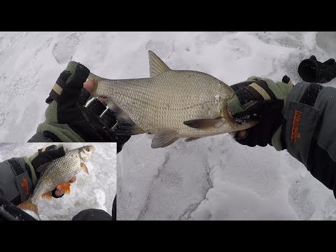Видео: Ловля леща зимой.Ловля плотвы зимой.Ловля на чёртиков.Зимняя рыбалка река Сейм 2 выезд.#Рыбалка