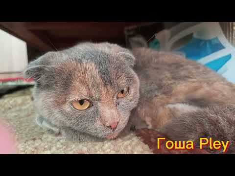 Видео: Наблюдения за Гошой в моём телефоне🫢🩷🩷🩷