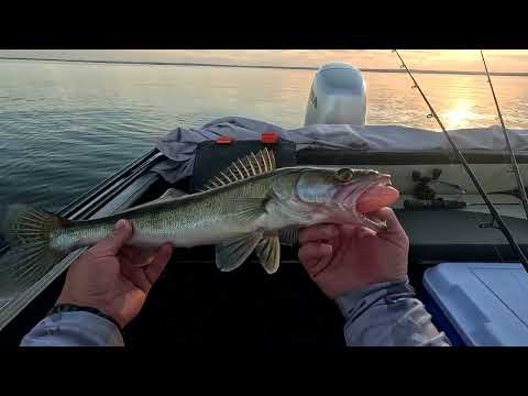 Видео: Злые Судаки атакуют приманки в жару +40