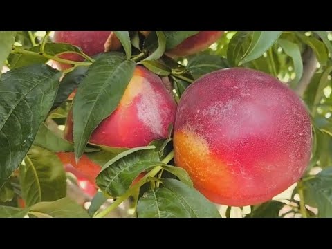 Видео: Нектарин Геа. Nectarine Gea. Топовий, крупний, смачний сорт!