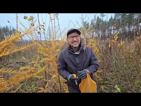 Видео: Мышки нас любят. Повезло с пнем . Тюльпаны в зиму.  #272 