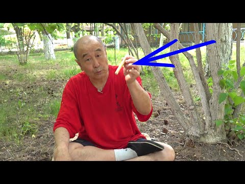 Видео: Волшебная палочка из ивы. Му Юйчунь. Профилактика инсульта.