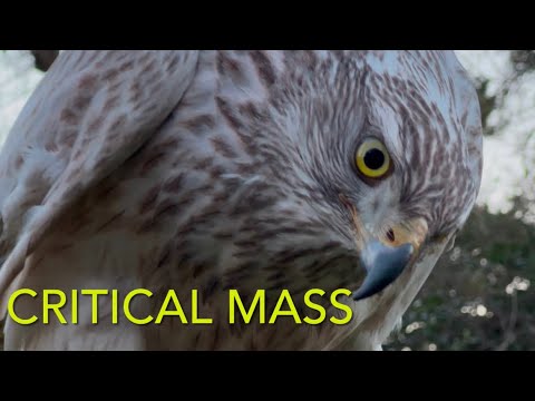 Видео: НОВОСТИ MEWS: контроль веса соколиной охоты и обновления канала