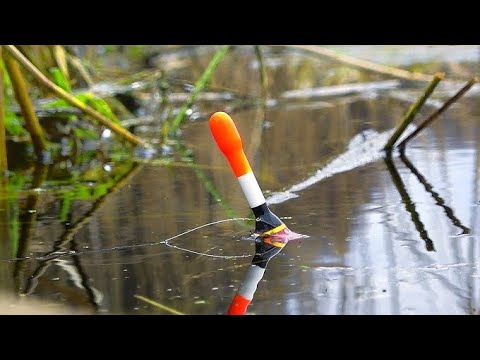 Видео: ВЫХОД КРУПНЯКА НА МАХОВУЮ УДОЧКУ.РЫБАЛКА НА ПОПЛАВОК,ЛОВЛЯ НА МАХ