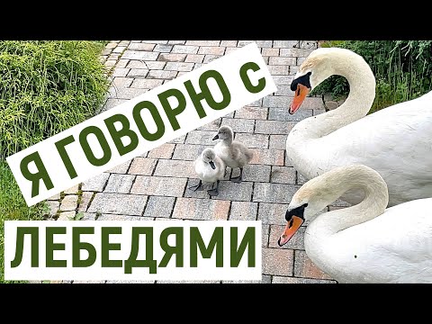 Видео: Почему я разговариваю с лебедями