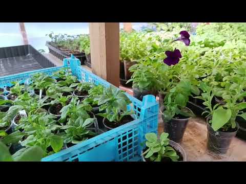 Видео: Условия и подкормки для выращивания петуньи зимой.