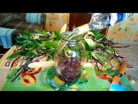 Видео: Золотой ус.Как приготовить настойку, масло, крем.