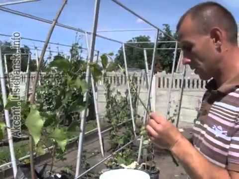 Видео: Сам себе агроном - Прививка винограда