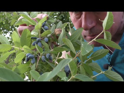 Видео: Огород у квартирного дома  ПЕРВЫЙ УРОЖАЙ! И вот что я приготовил из первого урожая!