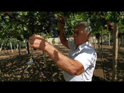Видео: Виноград на горизонтальной шпалере 7 часть
