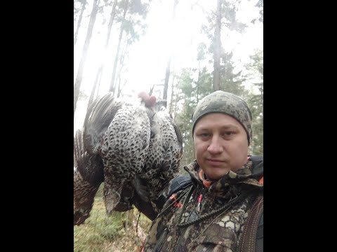 Видео: Охота на рябчика с манками. Осень 2021