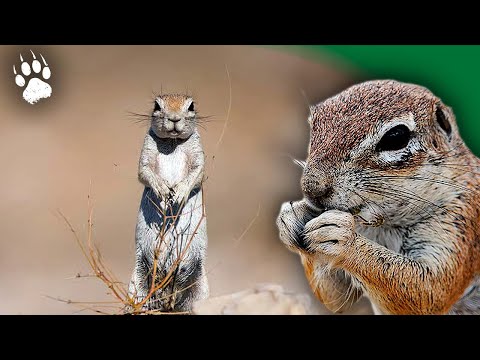 Видео: САМЫЕ МАЛЕНЬКИЕ животные Африки! Почти НЕВИДИМО?🦎- Документальный фильм о животных HD – AMP