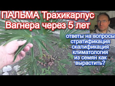 Видео: Пальма Трахикарпус Вагнера она существует!