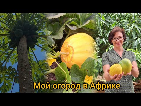 Видео: #74 Мой Африканский Огород