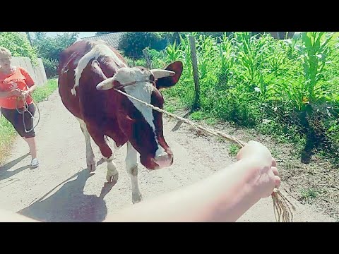 Видео: Продаю корову Голштинку по цене мяса