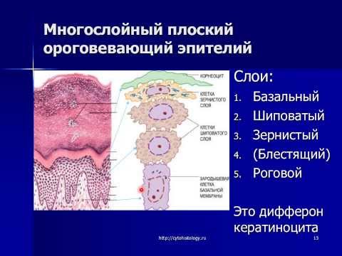 Видео: Эпителиальные ткани. Покровные эпителии 2.