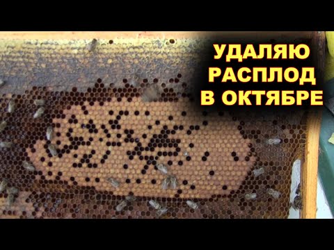 Видео: Удаляю расплод из семей в октябре - перед морозами.