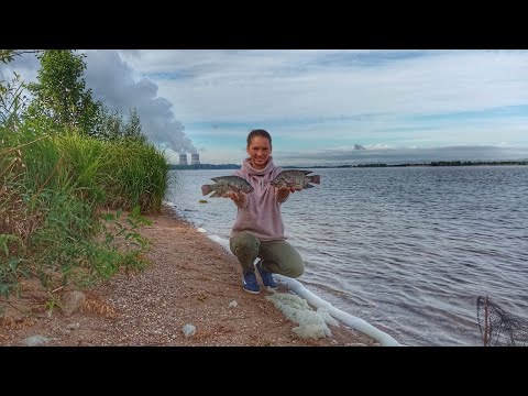 Видео: РЫБАЛКА В УДОМЛЕ.Огромная тиляпия.БЕШЕНЫЙ КЛËВ НА ДОНКИ.Мотопутешествие ч.2.Девушка на рыбалке.