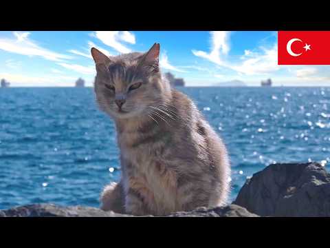 Видео: 4 часа с кошками Стамбула: спокойные моменты в 4K