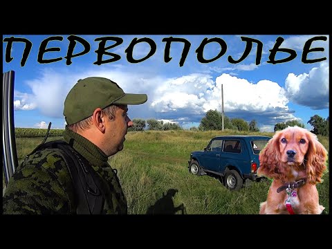Видео: Первая осенняя охота с собакой. Русский Охотничий Спаниель - первополье. Будущий ушастый охотник.