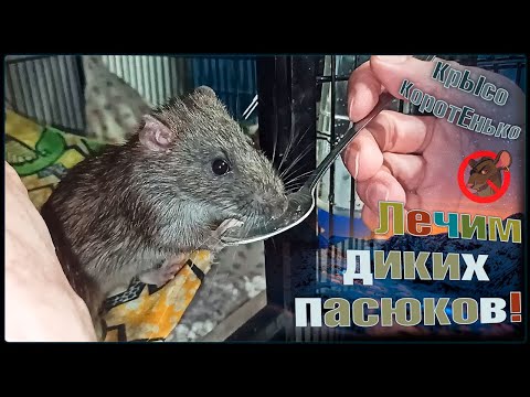 Видео: Как лечить пасюков используя хитрость и знания. 🤗 Выкармливаем лекарство. 🐭 (Wild Rats) 🐭