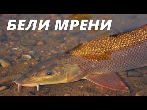 Видео: РИБОЛОВ на МРЕНИ в БЪРЗИ ВОДИ с ПЛУВКА - СЧУПИХА ни ВЪДИЦИТЕ от БОРБА / FLOAT FISHING for BARBEL