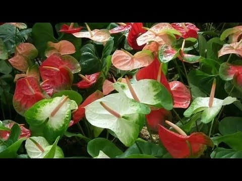 Видео: 🌱Антуриум, и как всегда делюсь результатами размножения 🌱