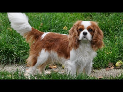 Видео: Хочу собаку - Кавалер кинг чарльз спаниель | Телеканал "Мама"