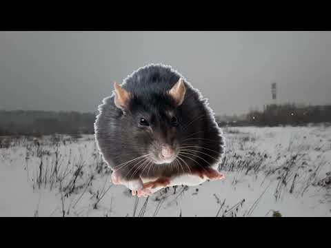 Видео: РЕАКЦИЯ И МНЕНИЕ ОБ ИТОГОВОМ СОЧИНЕНИИ 2021