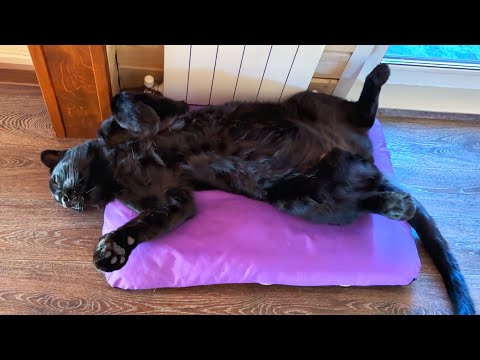 Видео: Пантера Луна против клещей 🕷️Зима не отпускает🥶