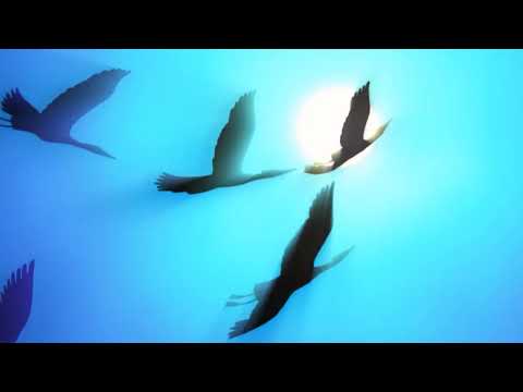 Видео: «В мире животных» с Алексеем Лапиным.