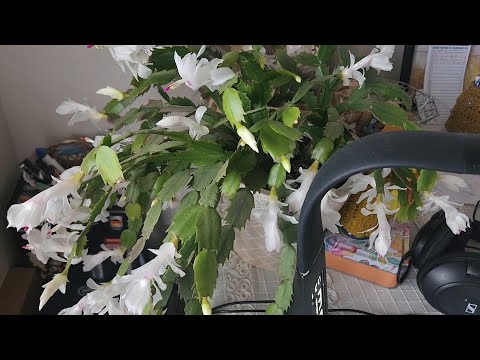 Видео: Красиво цветет декабрист в октябре 🌼 🍂 