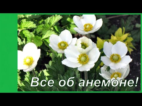 Видео: Танцующий цветок - ветренница.  Выращивание анемоны:весенние и осенние виды, посадка и уход.