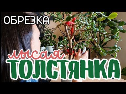 Видео: Ч.2 Как обрезать Денежное дерево? Наглядно показываю обрезку Крассулы 