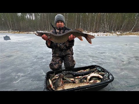 Видео: ВТОРОЙ ПЕРВЫЙ ЛЁД НА ОЧЕНЬ ЩЕДРОЙ СТАРИЦЕ ЯМАЛА! ЩУКА И ОКУНЬ НЕ ДАВАЛИ СКУЧАТЬ, ТОЛЬКО ЗАРЯЖАЙ)!