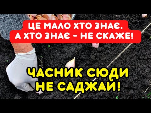 Видео: 6 ГИБЛИХ МІСЦЬ, куди не треба садити озимий часник