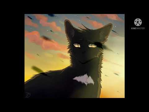 Видео: угадай кота-воителя